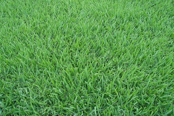 Comprar Grama Esmeralda em Araxá