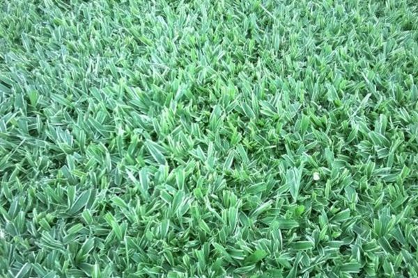 Onde Comprar Grama São Carlos em Araxá