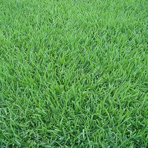 Onde Comprar Grama Esmeralda em Araxá