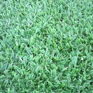 Onde Comprar Grama São Carlos em Araxá